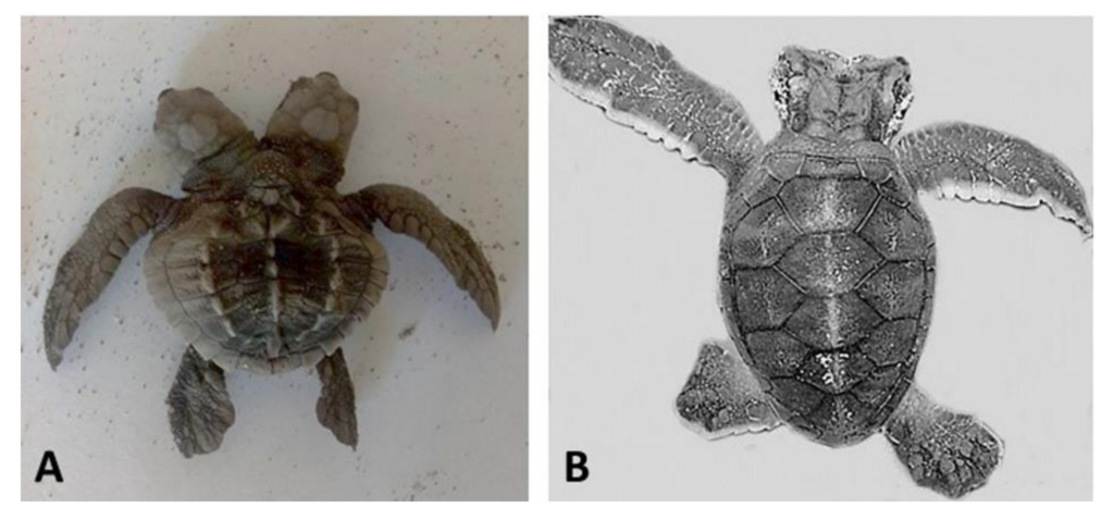 The Fascinating World Of Turtle Genetics: Understanding Inheritance And Traits