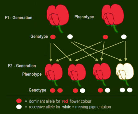 The Fascinating World Of Turtle Genetics: Understanding Inheritance And Traits