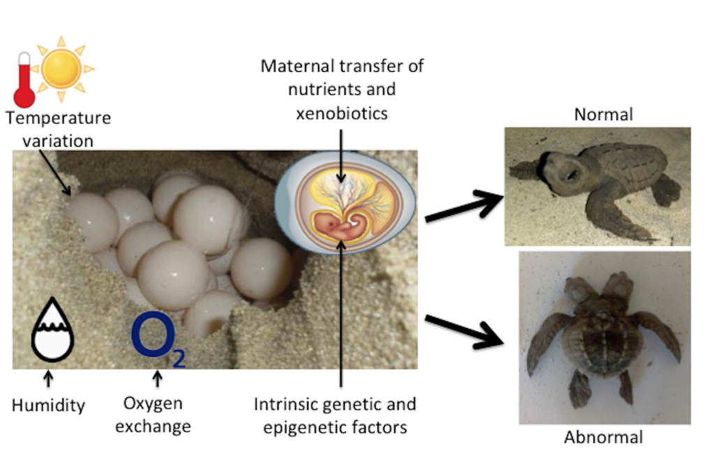 The Impact Of Temperature Fluctuations On Baby Turtle Health