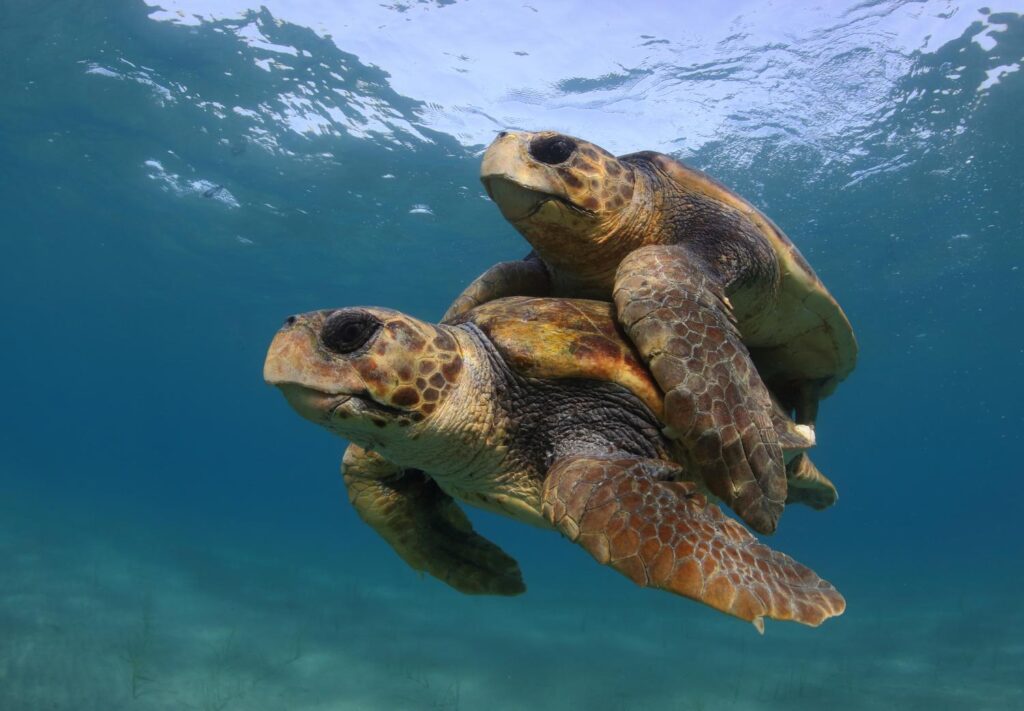 The Impact Of Temperature Fluctuations On Baby Turtle Health