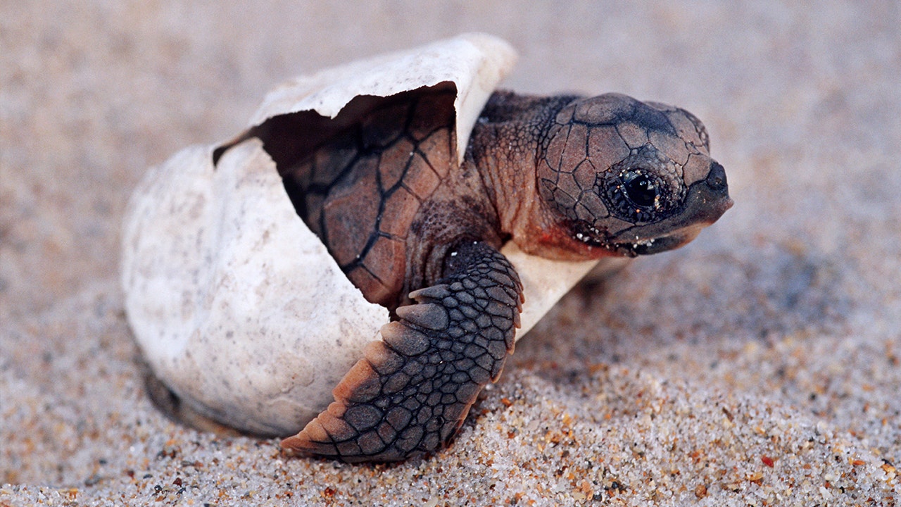 The Impact Of Temperature Fluctuations On Baby Turtle Health