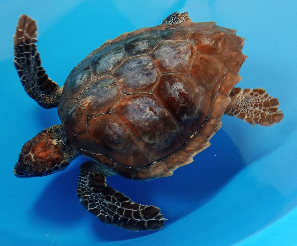 The Impact Of Temperature Fluctuations On Baby Turtle Health