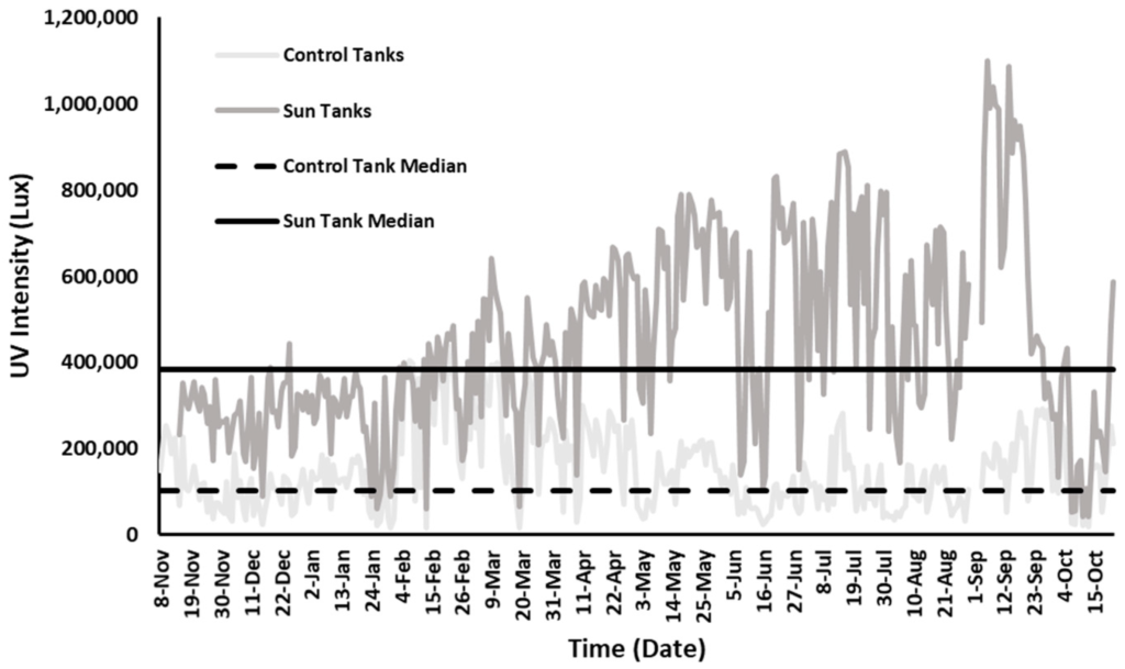 The Impact Of Ultraviolet Light Exposure On Vitamin D Synthesis In Baby Turtles