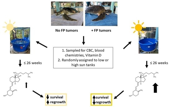 The Impact Of Ultraviolet Light Exposure On Vitamin D Synthesis In Baby Turtles