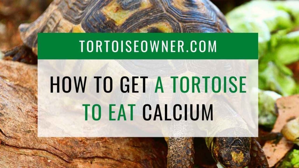 The Importance Of Calcium And Vitamin Supplements For Growing Baby Turtles