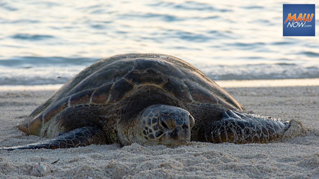 The Importance Of Daily Monitoring And Observation Of Baby Turtles Behavior