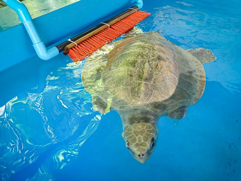 The Importance Of Mental Stimulation For Baby Turtles: Enrichment Ideas