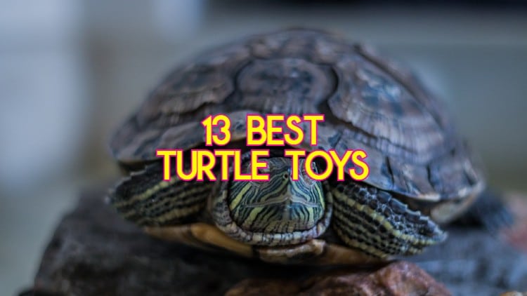 The Importance Of Mental Stimulation For Baby Turtles: Enrichment Ideas