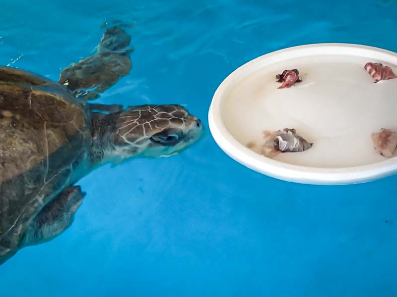 The Importance Of Mental Stimulation For Baby Turtles: Enrichment Ideas