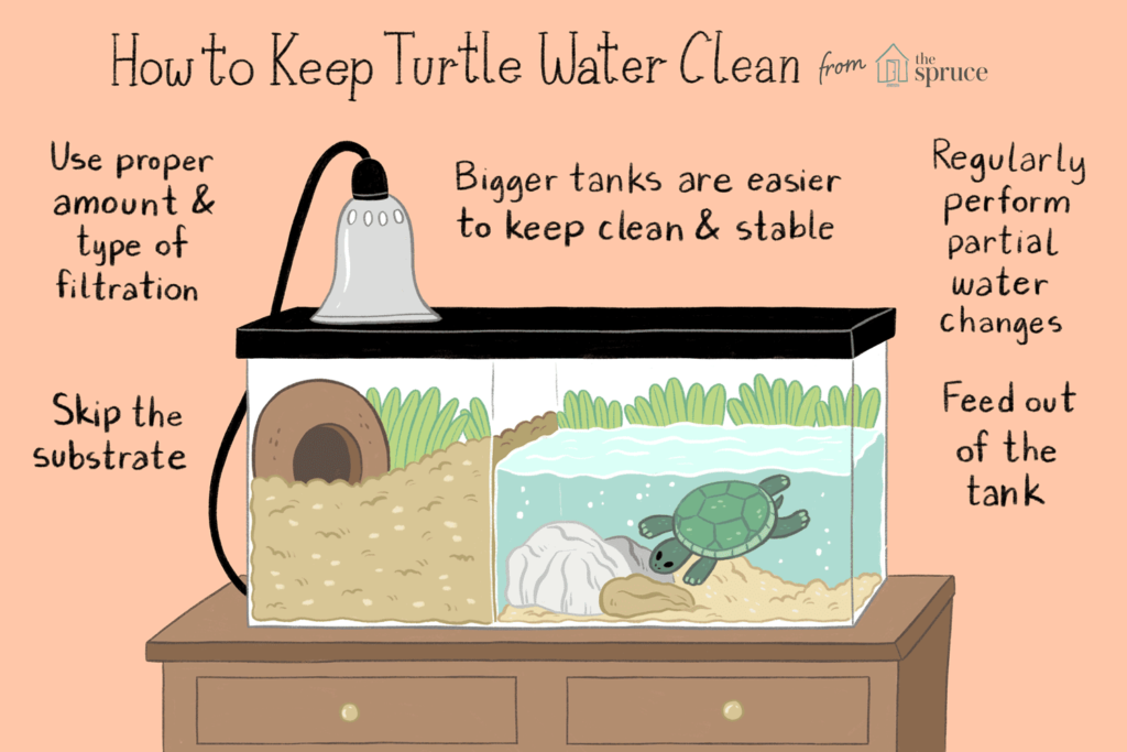 The Importance Of Regular Water Changes In Maintaining Clean And Healthy Turtle Habitats
