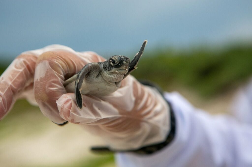 The Importance Of Socialization And Exposure To Different Environments For Baby Turtles