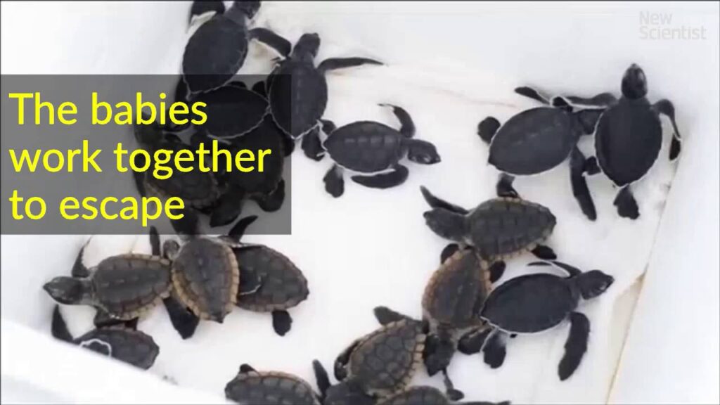 The Importance Of Socialization And Exposure To Different Environments For Baby Turtles