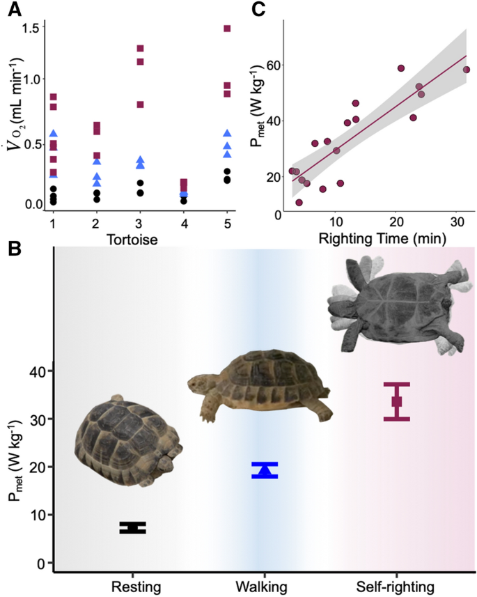 The Role Of Ambient Temperature In Influencing Baby Turtles Metabolic Rate