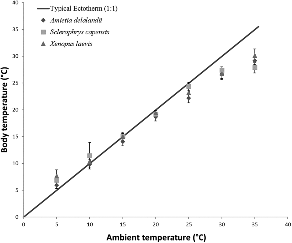 The Role Of Ambient Temperature In Influencing Baby Turtles Metabolic Rate