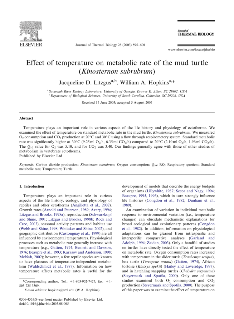 The Role Of Ambient Temperature In Influencing Baby Turtles Metabolic Rate