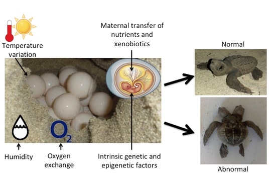 The Role Of Ambient Temperature In Influencing Baby Turtles Metabolic Rate