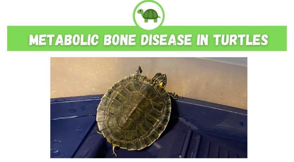 The Role Of Calcium Supplements In Preventing Metabolic Bone Disease In Baby Turtles