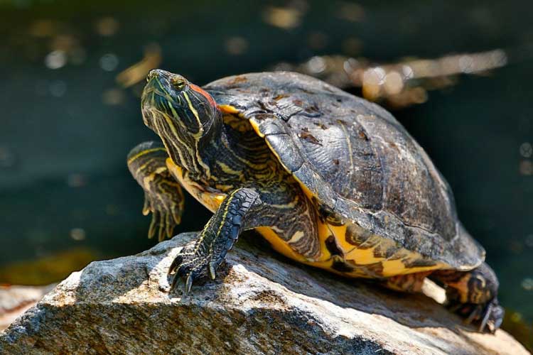 The Role Of Exercise In Strengthening Baby Turtles Muscles And Bones