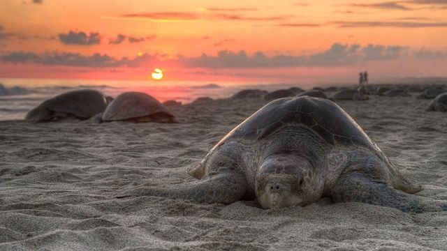 The Role Of Exercise In Strengthening Baby Turtles Muscles And Bones