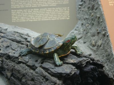 The Role Of Hydration In Molting And Shedding Processes For Baby Turtles