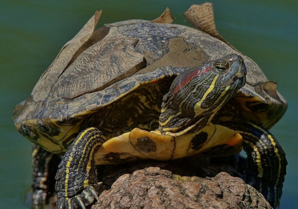 The Role Of Hydration In Molting And Shedding Processes For Baby Turtles