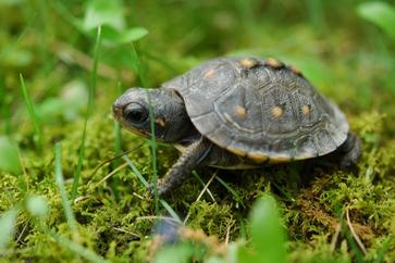 The Role Of Natural Sunlight In Promoting Healthy Growth In Baby Turtles