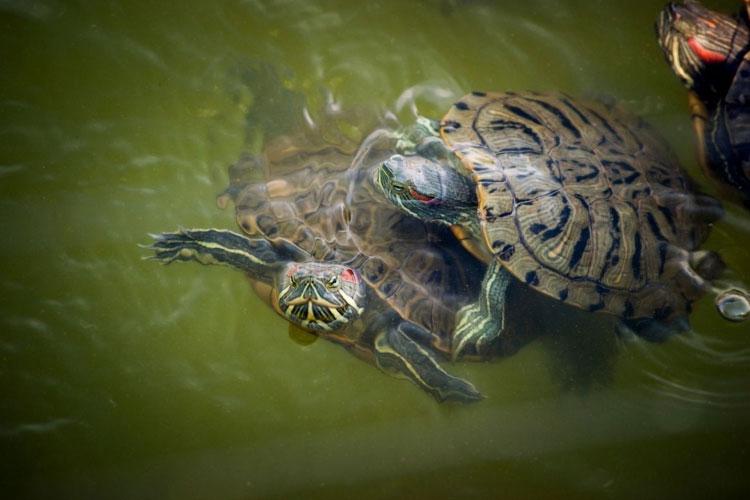 The Role Of Natural Sunlight In Promoting Healthy Growth In Baby Turtles