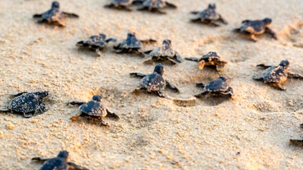 The Role Of Temperature And Light Cycles In Promoting Natural Growth In Baby Turtles