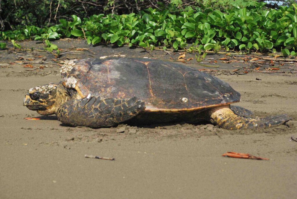 The Role Of Temperature And Light Cycles In Promoting Natural Growth In Baby Turtles