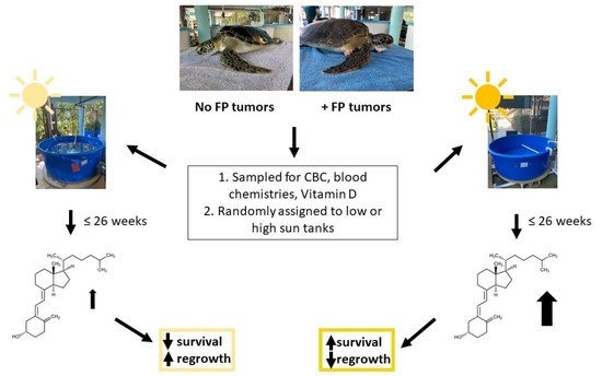 The Role Of Temperature And Light Cycles In Promoting Natural Growth In Baby Turtles