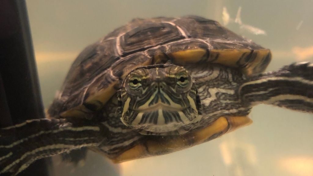 The Role Of Water Depth And Filtration In Preventing Fungal Infections In Baby Turtles