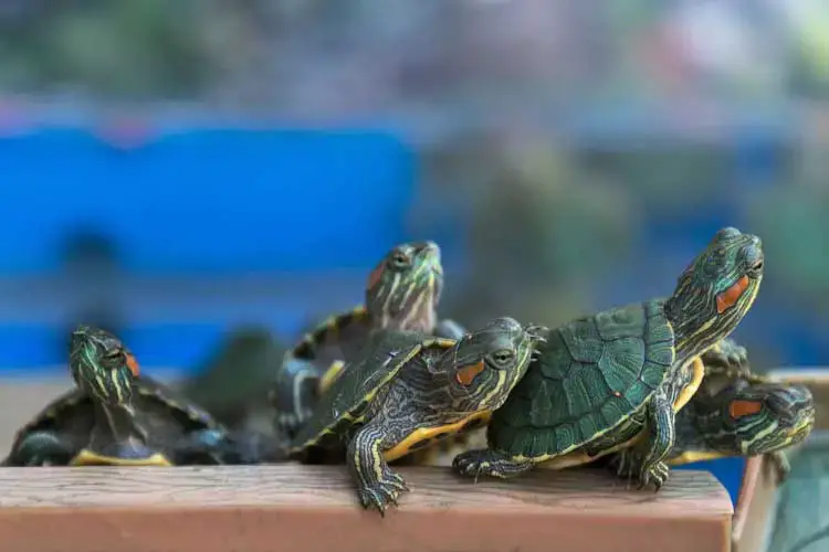 The Role Of Water Temperature In Encouraging Healthy Growth In Baby Turtles