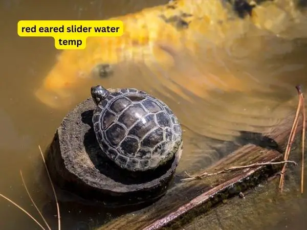 The Role Of Water Temperature In Encouraging Healthy Growth In Baby Turtles