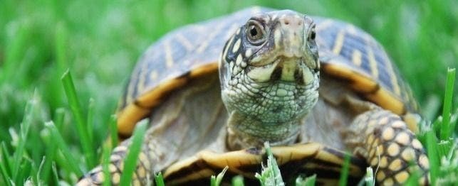 The Role Of Water Temperature In Encouraging Healthy Growth In Baby Turtles