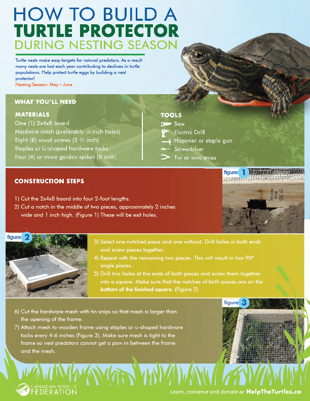 Tips For Creating A Comfortable And Secure Nesting Site For Female Turtles