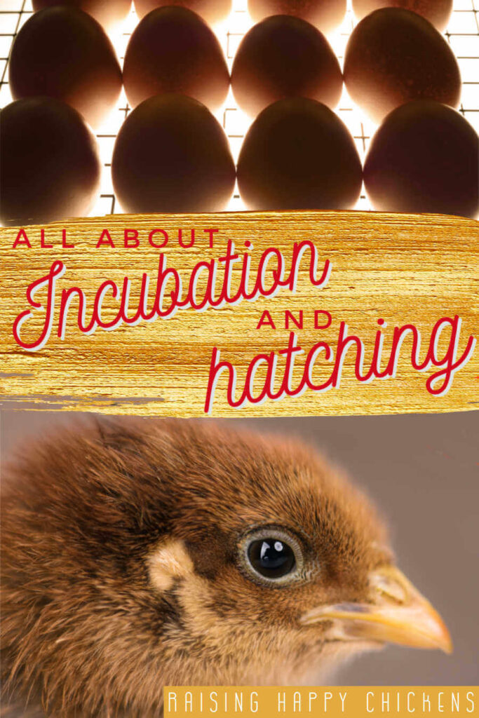 Tips For Creating A Stress-Free Environment During The Egg Incubation Period