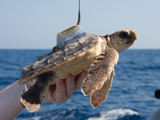 Tips For Documenting And Tracking Growth Progression In Baby Turtles