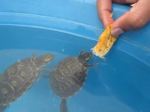 Tips For Documenting And Tracking Growth Progression In Baby Turtles