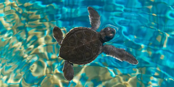 Tips For Documenting And Tracking Growth Progression In Baby Turtles