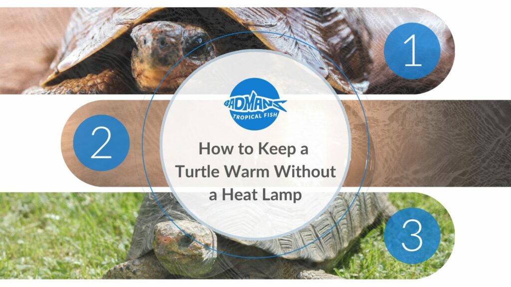 Tips For Encouraging Natural Basking Behaviors In Baby Turtles