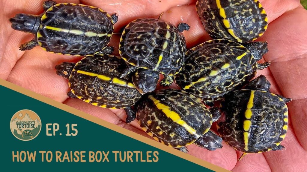 Tips For Gradual Habitat Expansion As Baby Turtles Grow