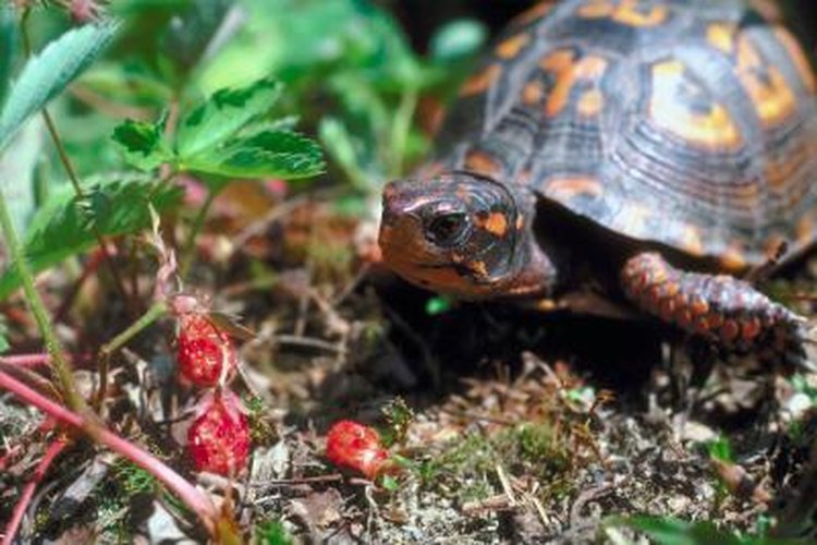 Tips For Keeping Baby Turtles Hydrated And Preventing Dehydration