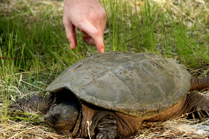 Tips For Keeping Baby Turtles Hydrated And Preventing Dehydration