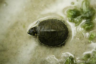 Tips For Keeping Baby Turtles Hydrated And Preventing Dehydration