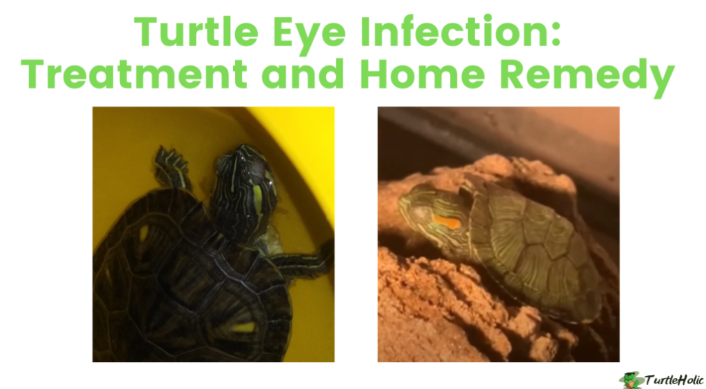 Tips For Preventing And Managing Common Eye Infections In Baby Turtles