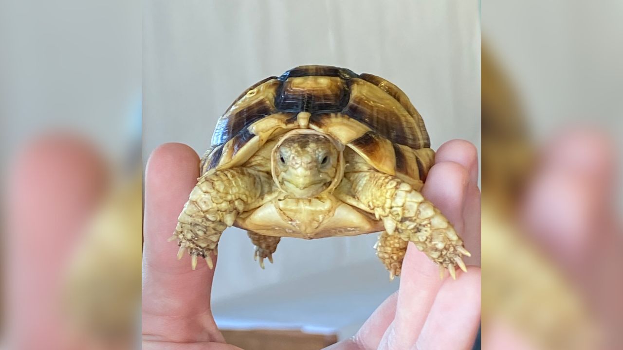 Tips For Preventing And Treating Shell Pyramiding In Baby Turtles