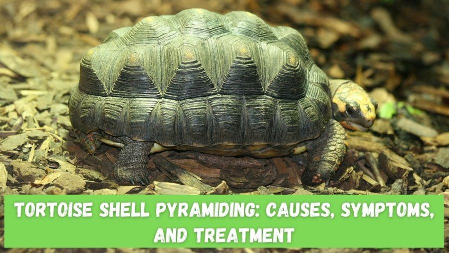 Tips For Preventing And Treating Shell Pyramiding In Baby Turtles