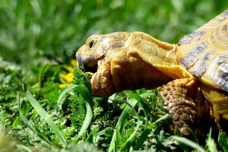 Transitioning Baby Turtles To Adult Diets: Gradual Dietary Changes