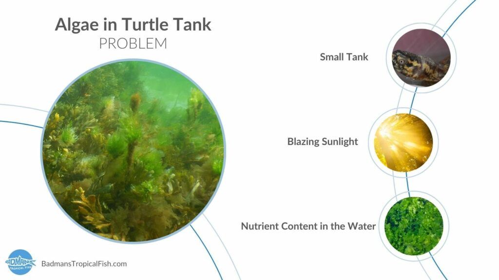 Understanding And Managing Algae Growth In Indoor Turtle Enclosures