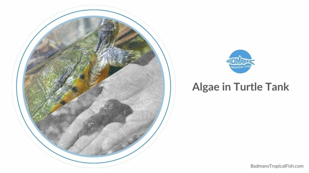 Understanding And Managing Algae Growth In Indoor Turtle Enclosures